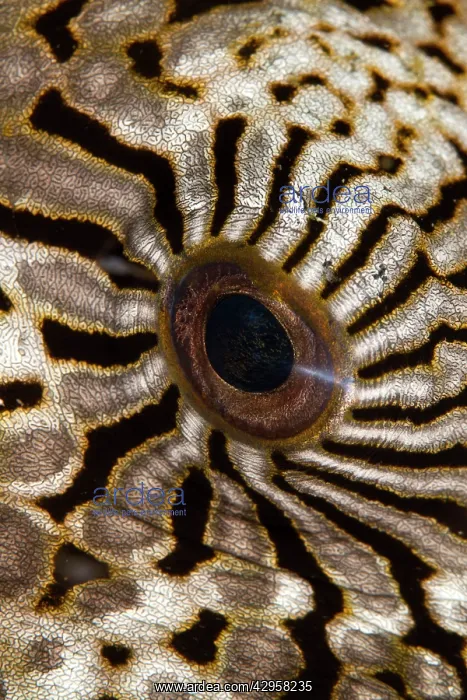 : Map Puffer - eye : Map Puffer - eye
