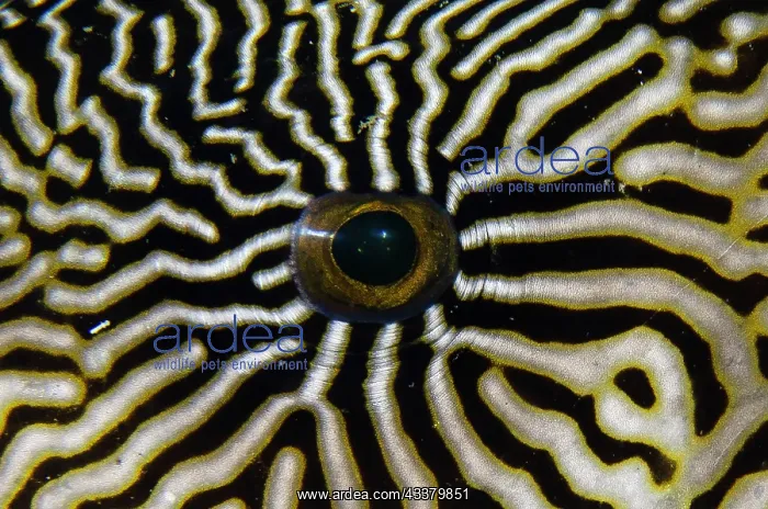 : Map Puffer eye : Map Puffer eye
