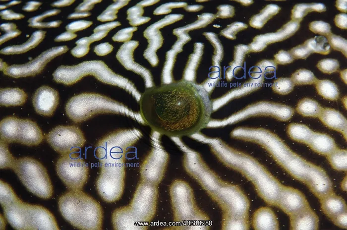 : Map Puffer eye : Map Puffer eye