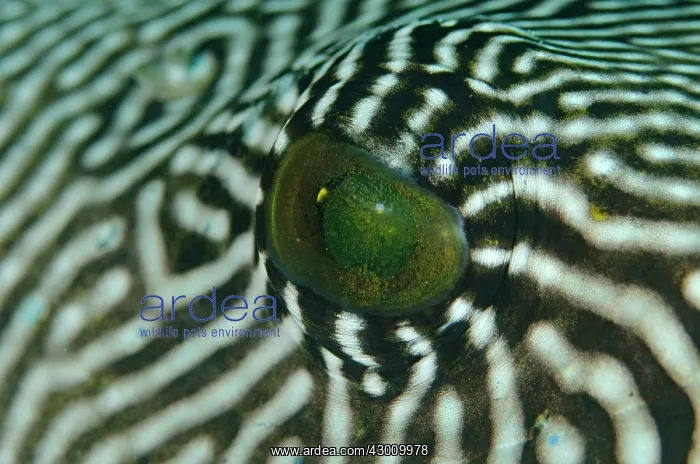 : Map Puffer eye Sebayor Point dive site, between : Map Puffer eye Sebayor Point dive site, between