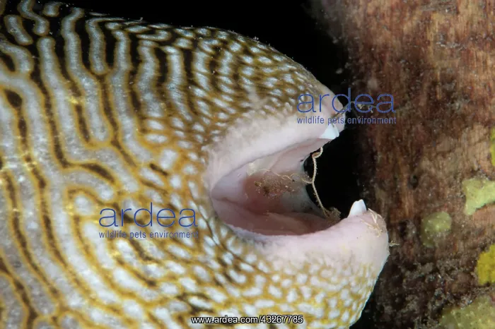 : Map Puffer - with fishing hook and line caught in : Map Puffer - with fishing hook and line caught in
