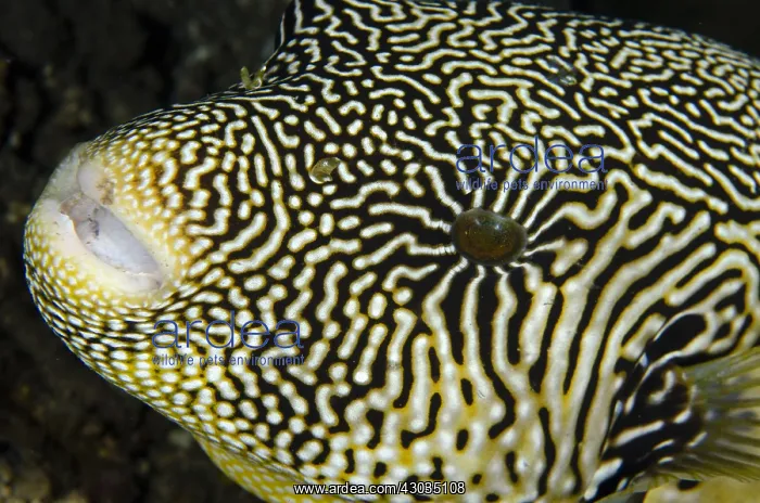 : Map Puffer - Jemeluk Bay Wall dive site, Amed : Map Puffer - Jemeluk Bay Wall dive site, Amed