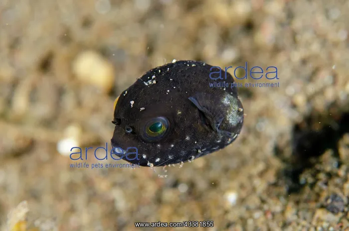 : Map Puffer - juvenile - Bulakan Dive Site, Tulamben : Map Puffer - juvenile - Bulakan Dive Site, Tulamben
