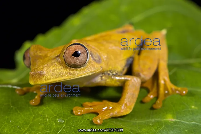 : Map tree frog (Hypsiboas geographicus) : Map tree frog (Hypsiboas geographicus)