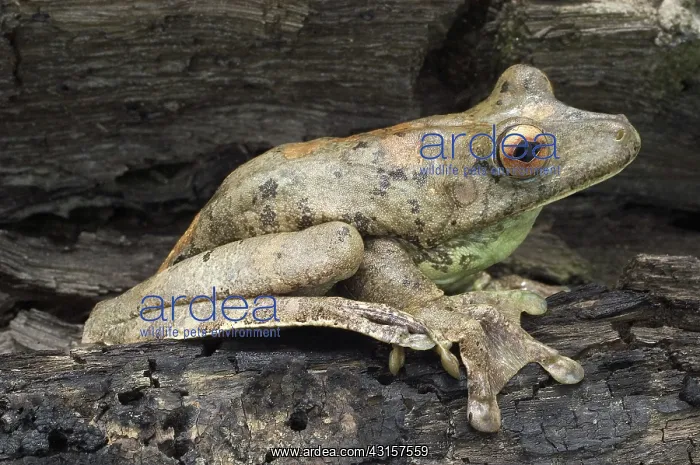 : Map Treefrog : Map Treefrog