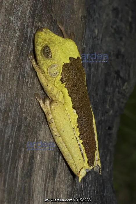 : Map treefrog : Map treefrog
