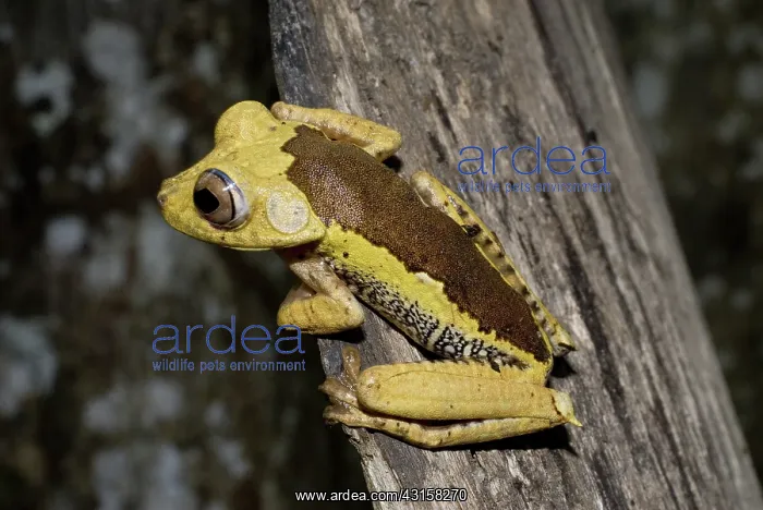 : Map treefrog : Map treefrog