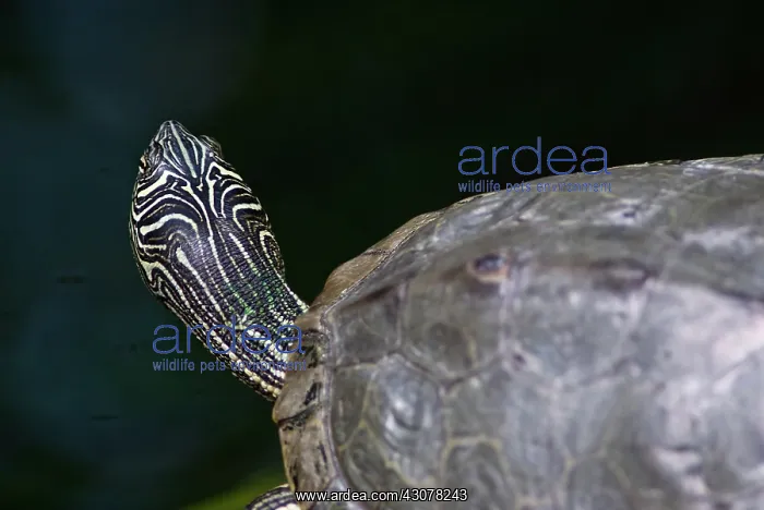 : Map Turtle : Map Turtle
