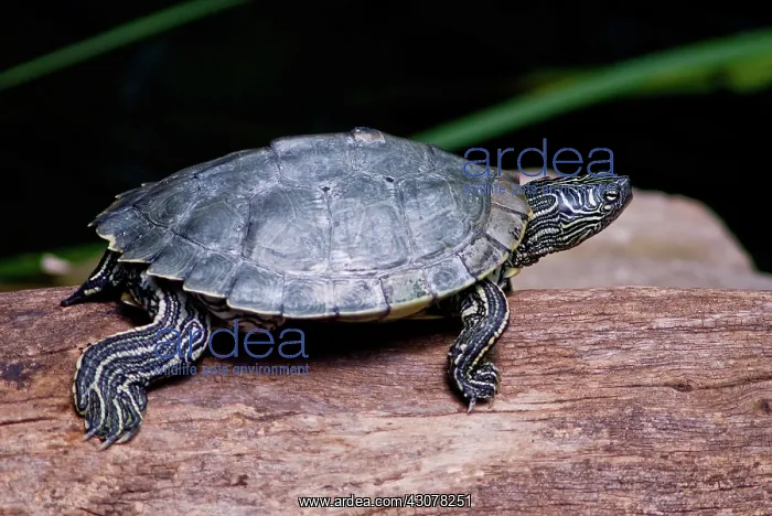 : Map Turtle : Map Turtle