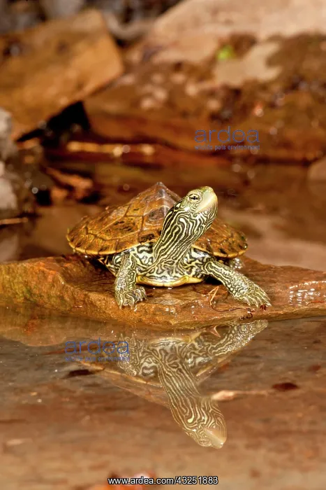  : Map Turtle, Graptemys geographica, Native