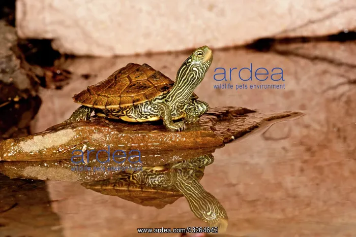 : Map Turtle, Graptemys geographica, Native : Map Turtle, Graptemys geographica, Native