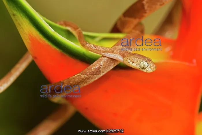 : Mapepire Corde Violon / Blunthead Tree Snake : Mapepire Corde Violon / Blunthead Tree Snake