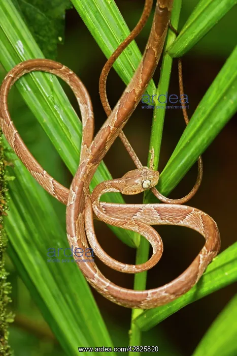 : Mapepire Corde Violon / Blunthead Tree Snake : Mapepire Corde Violon / Blunthead Tree Snake