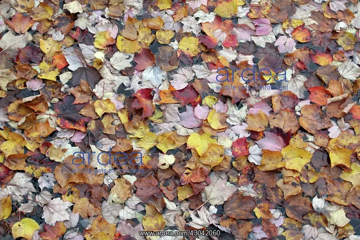 : Maple, Acer : Maple, Acer