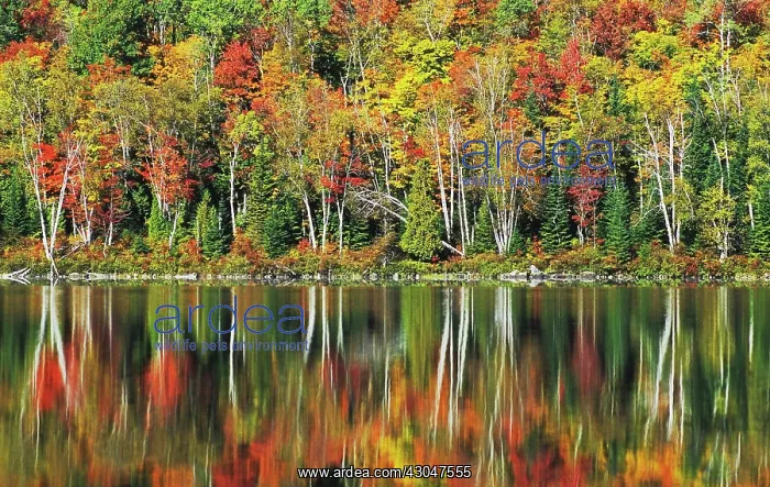 : Maple, Acer : Maple, Acer