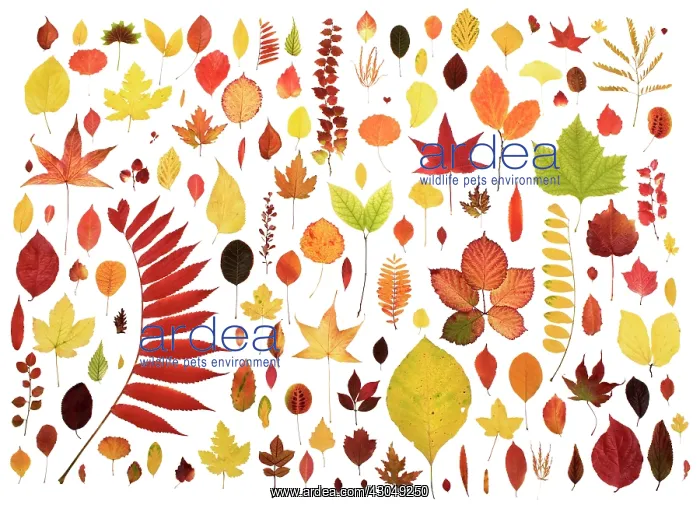 : Maple, Acer : Maple, Acer
