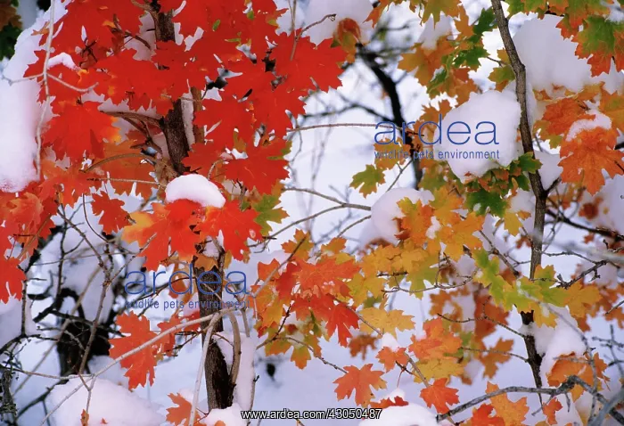  : Maple, Acer