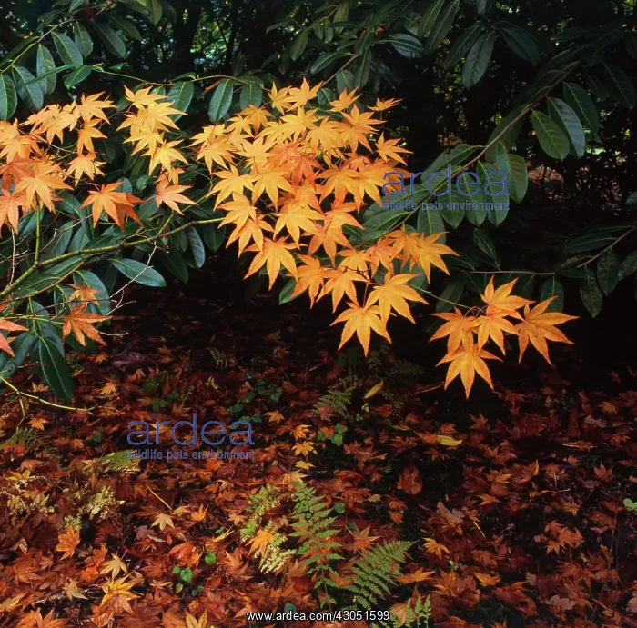 : Maple, Acer : Maple, Acer
