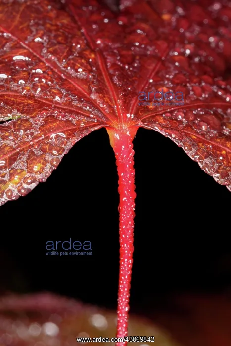 : Maple, Acer : Maple, Acer