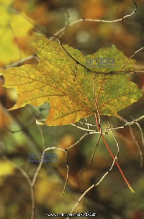 : Maple, Acer : Maple, Acer