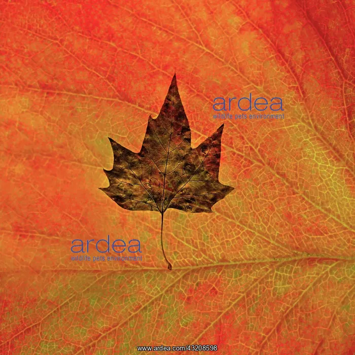 : Maple, Acer : Maple, Acer