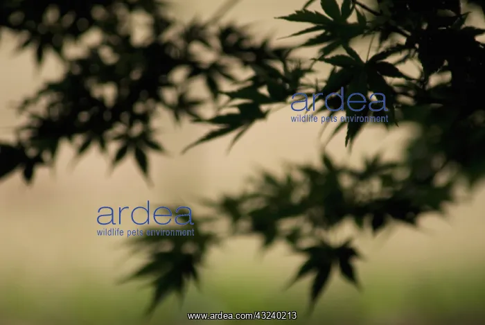 : Maple, Acer : Maple, Acer