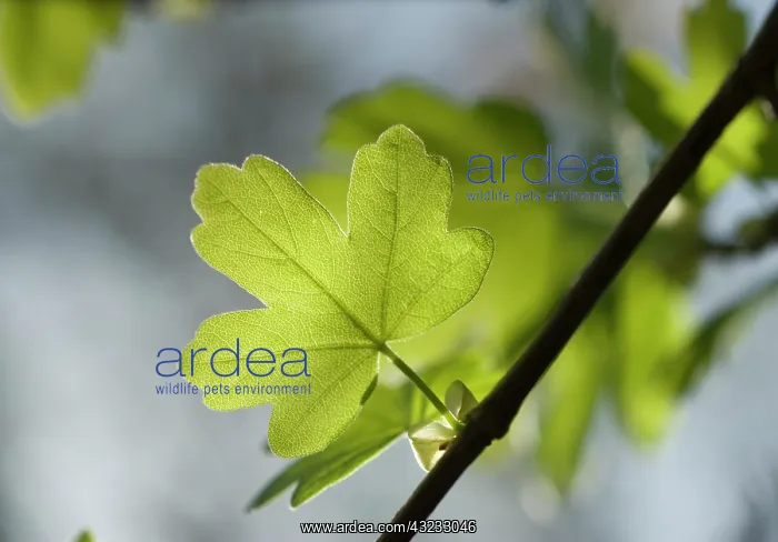 : Maple, Acer campestre, Field maple : Maple, Acer campestre, Field maple