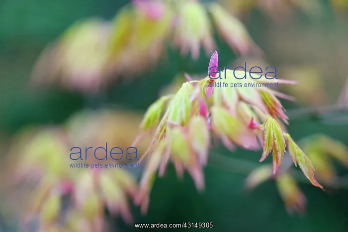 : Maple, Acer palmatum shindeshojo, Japanese Maple, Detail sho : Maple, Acer palmatum shindeshojo, Japanese Maple, Detail sho