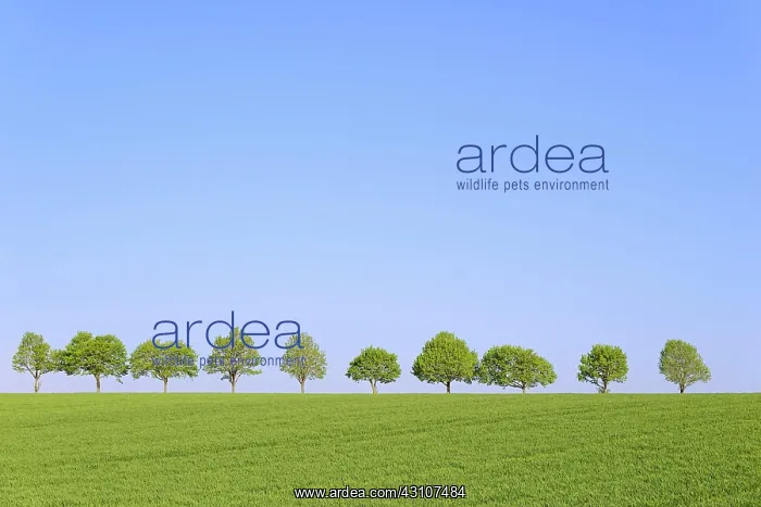 : Maple (Acer), row of trees in the cultural landscape : Maple (Acer), row of trees in the cultural landscape