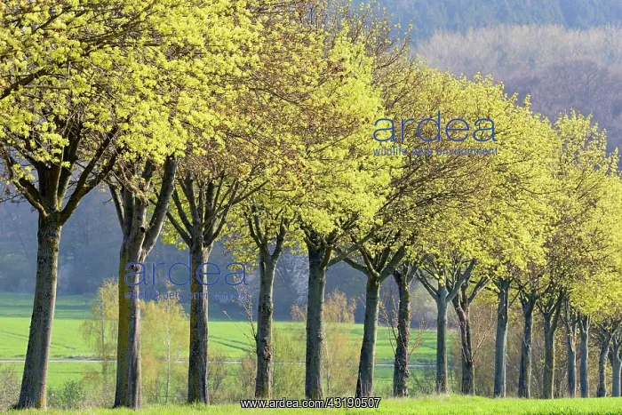 : Maple (Acer), tree row in spring, flowering time : Maple (Acer), tree row in spring, flowering time