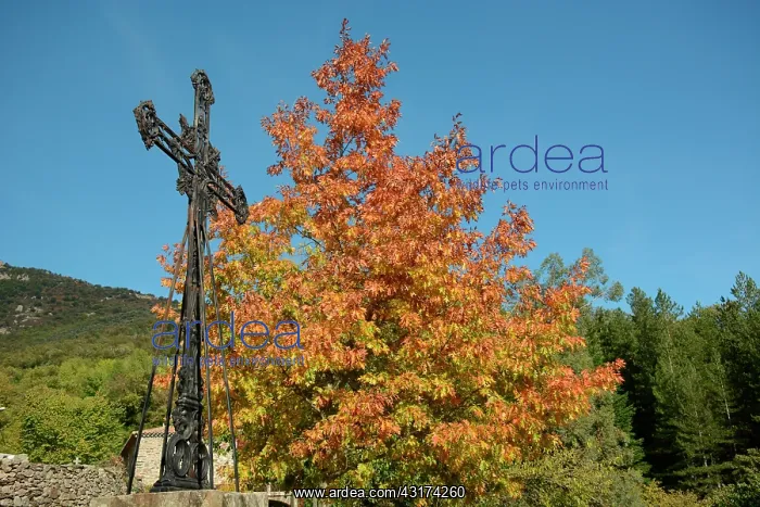 : Maple autumn, Dompnac, Ardeche, France : Maple autumn, Dompnac, Ardeche, France