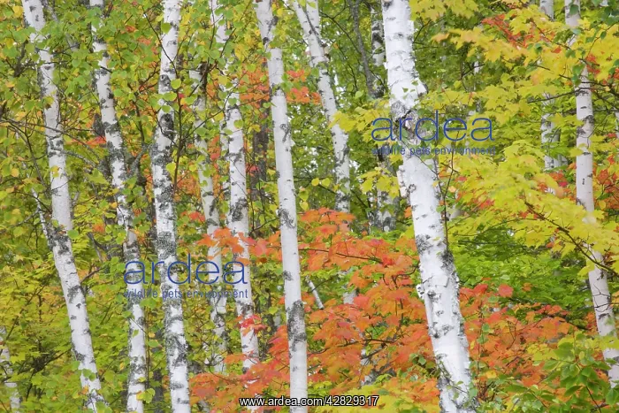 : Maple and Birch Trees - in autumn colours : Maple and Birch Trees - in autumn colours