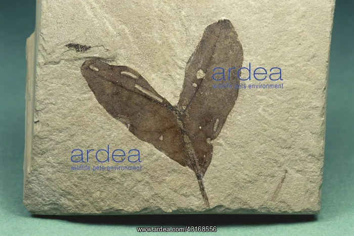 : Maple Fossil : Maple Fossil
