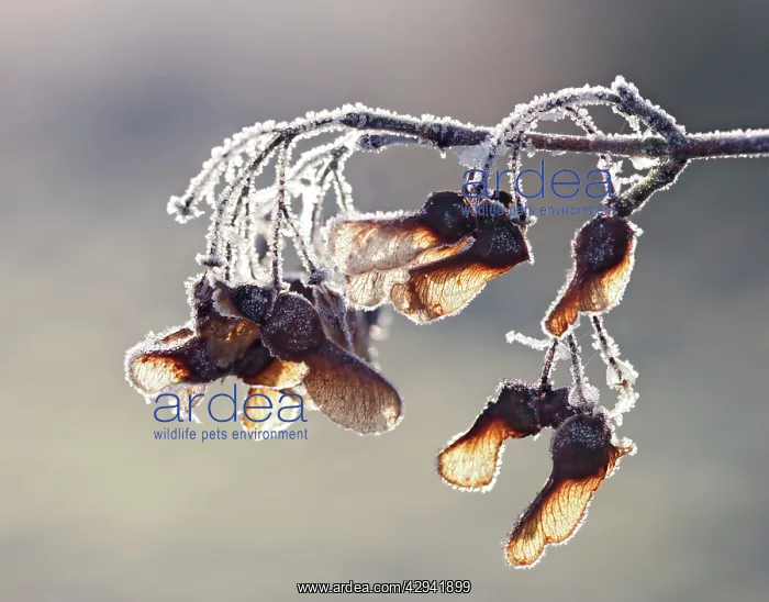 : Maple - frost covered : Maple - frost covered