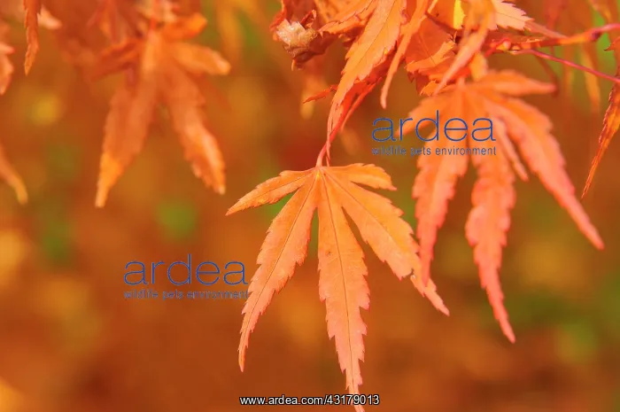 : Maple of Japan with the autumn colors : Maple of Japan with the autumn colors