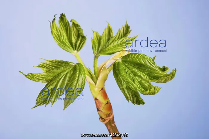 : Maple - leaf : Maple - leaf