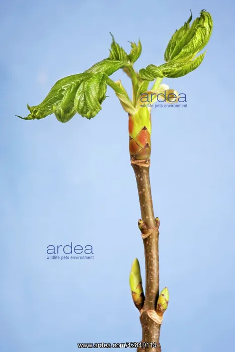 : Maple - leaf : Maple - leaf