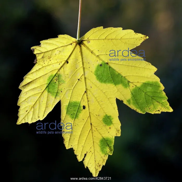 : Maple Leaf - in autumn : Maple Leaf - in autumn