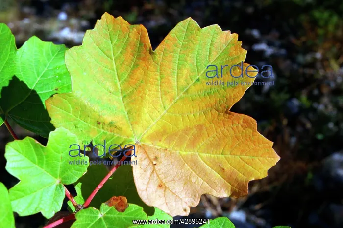 : Maple - leaf in autumn : Maple - leaf in autumn