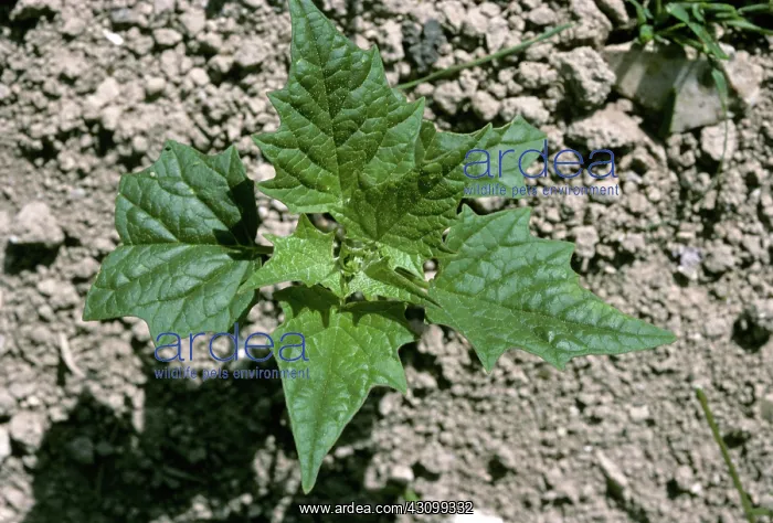 : Maple-leaved goosefoot : Maple-leaved goosefoot