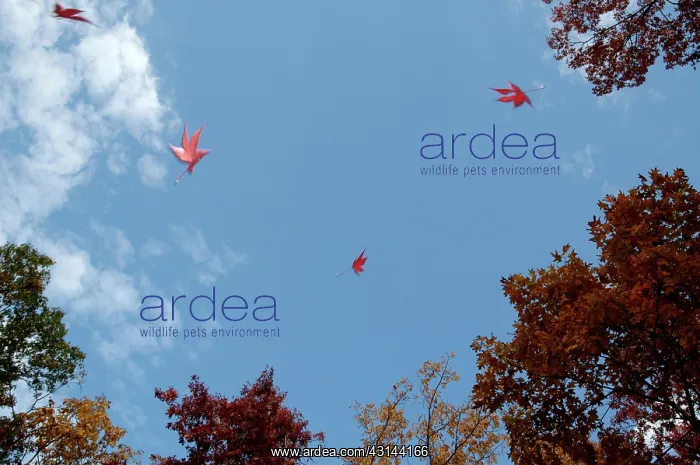 : Maple Leaves : Maple Leaves