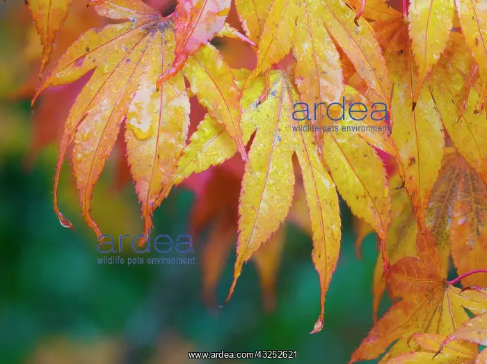 : Maple leaves : Maple leaves