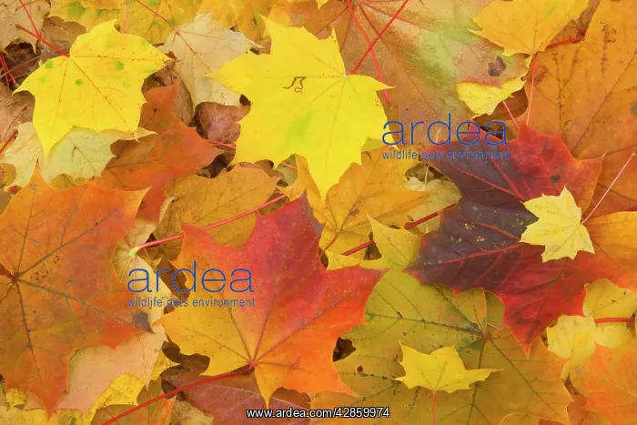 : Maple leaves in autumn : Maple leaves in autumn