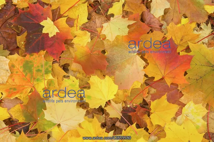 : Maple leaves in autumn : Maple leaves in autumn