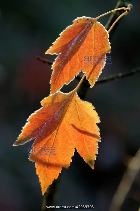 : Maple leaves - back-lit and edged with frost : Maple leaves - back-lit and edged with frost