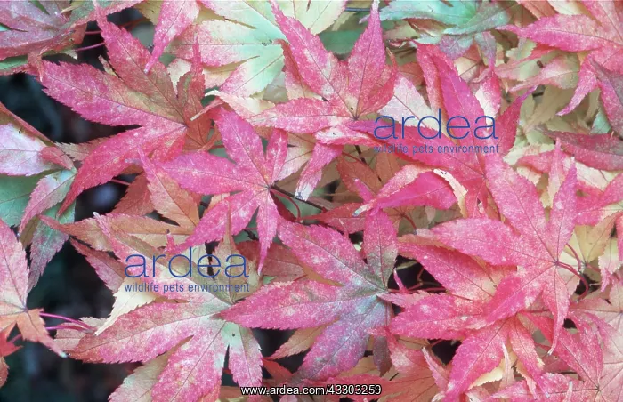 : MAPLE LEAVES - on ground : MAPLE LEAVES - on ground