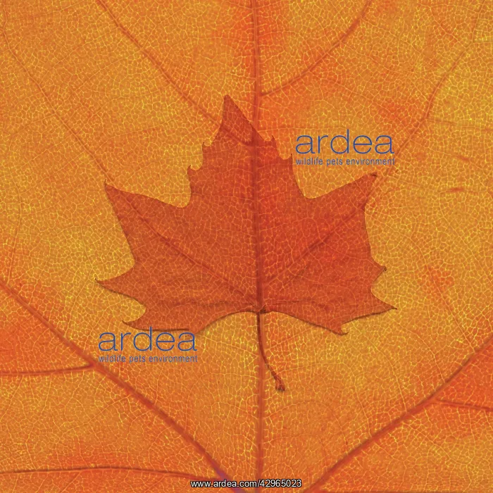  : Maple, Norway maple, Acer platanoides