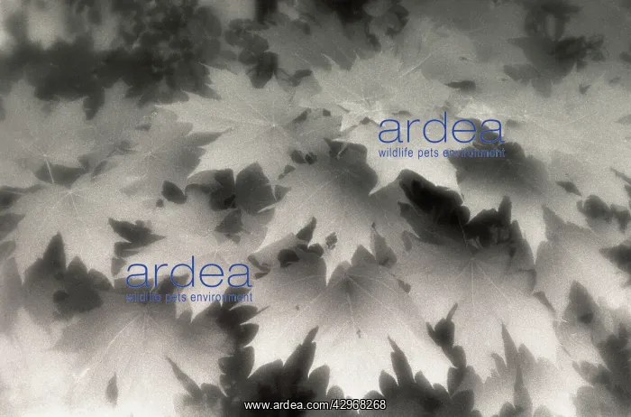 : Maple, Norway maple, Acer platanoides : Maple, Norway maple, Acer platanoides