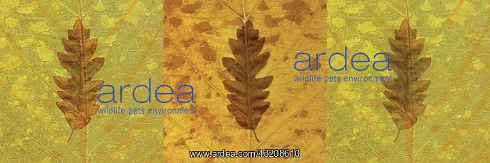 : Maple, Norway maple, Acer platanoides : Maple, Norway maple, Acer platanoides
