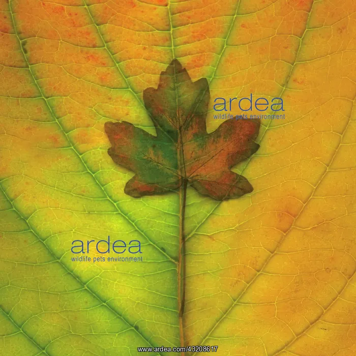 : Maple, Norway maple, Acer platanoides : Maple, Norway maple, Acer platanoides